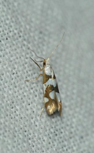 Argyresthia brockeella
